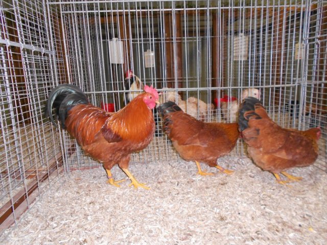 Stammschau 2012 (43)